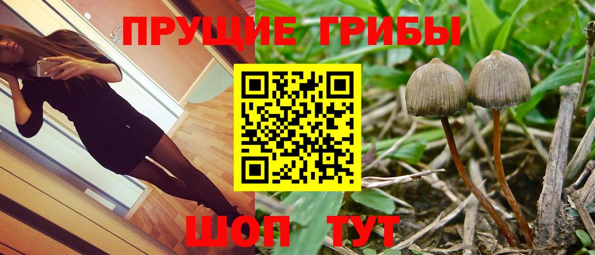 как найти наркотики  Псилоцибиновые грибы Cubensis  Вход с VPN  Гудермес 